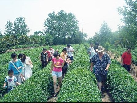 御青茶博园风景区