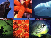 温哥华水族馆