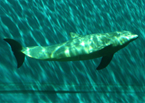 热那亚水族馆